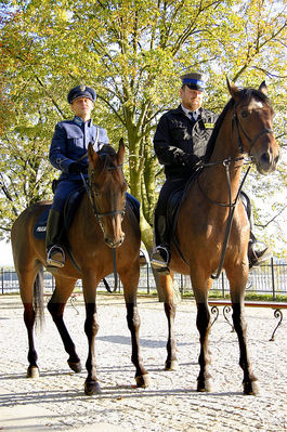 Płocka policja konna

