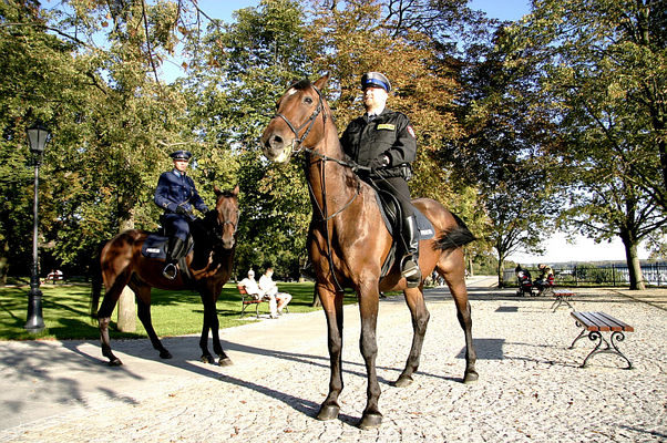 Płocka policja konna
