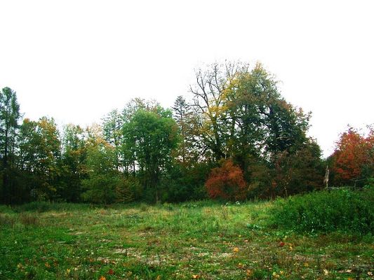 Polana po leśniczówce Brwilno
