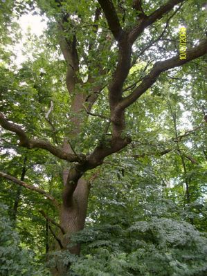 Przyroda w Miszewie Murowanym
