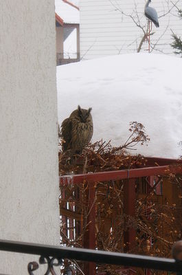 Sowa "uszatka" w moim ogrodzie
sowa w ogrodzie

Podolszyce Północ - Zielony Jar
