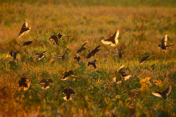 Uchwycone w krzach nad Wisłą,w okolicy Grabówki :))
Słowa kluczowe: jesień,Grabówka
