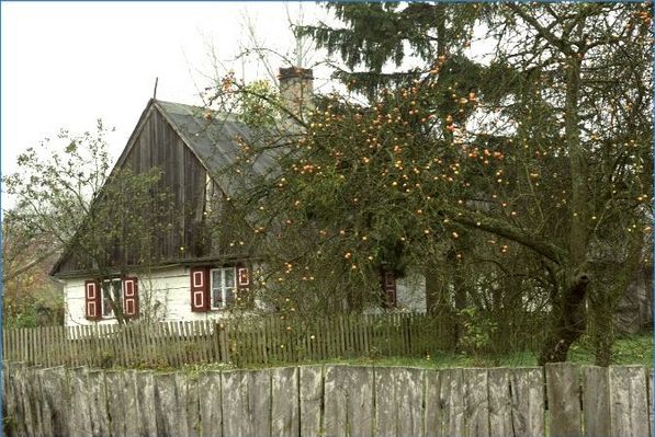 Dom olenderski w Świniarach.
Mieszkający nad Wisłą Olendrzy byli wytrawnymi sadownikami. 
Słowa kluczowe: Olendrzy Świniary