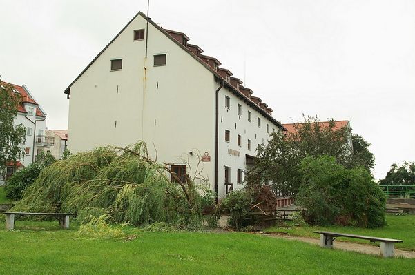 Po wichurze
Wierzba stojąca przy spichlerzu była jednym z elementów stanowiących o uroku tego miejsca.
Słowa kluczowe: spichlerz wierzba wichura