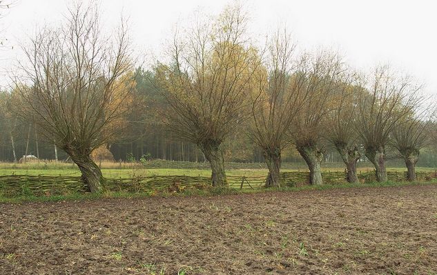 Łozinowy płot
Okolice Dobrzykowa. Takimi płotami Olendrzy grodzili swe pola. Spowalniały one odpływ wody po powodzi. Wówczas zostawało więcej, użyźniającego pola, mułu.
Słowa kluczowe: Dobrzyków płot Olendrzy