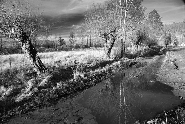 Ciechomicka kałuża
Późna jesień po deszczu, filtr żółty.
Słowa kluczowe: wierzby Mazowsze