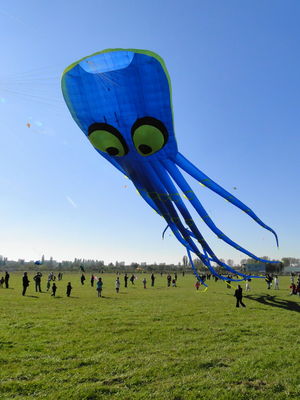 Latawiec ośmiornica
Słowa kluczowe: Latawiec ośmiornica