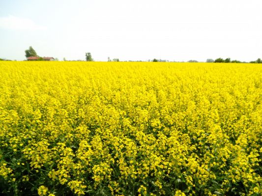 pole rzepaku w Leszczynie Szlacheckim
